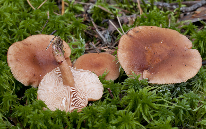 Lactarius tabidus